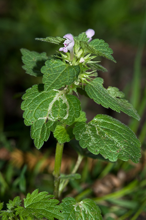 Lamium_hybridum_LP0163_06_Sanderstead