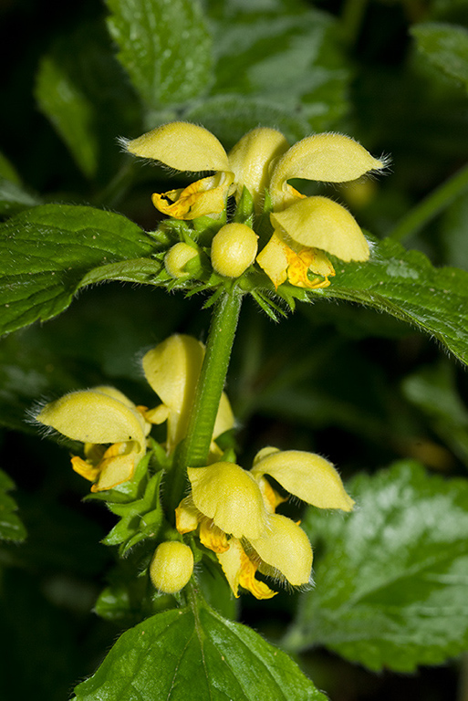 Lamiastrum_galeobdolon_arg_LP0116_05_Staffhurst_Wood