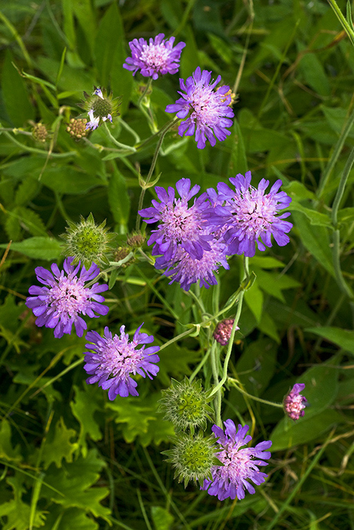 Knautia_arvensis_LP0064_06_Howell_Hill