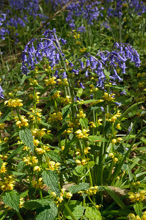 Lamiastrum_galeobdolon_LP0675_13_Woldingham