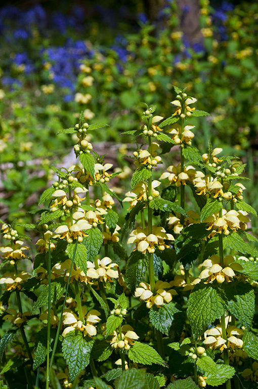 Lamiastrum_galeobdolon_LP0675_11_Woldingham