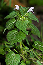 Lamium_hybridum_LP0163_05_Sanderstead