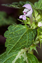 Lamium_hybridum_LP0163_11_Sanderstead