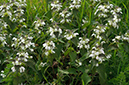 Lamium_album_LP0522_01_Langley_Vale