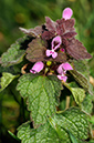 Lamium_purpureum_LP0304_12_Hampton_Court