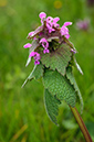 Lamium_purpureum_LP0614_06_Beddington