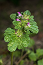 Lamium_amplexicaule_LP0224_24_Wisley