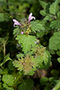 Lamium_hybridum_LP0224_108_Wisley