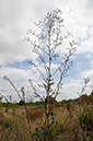 Lactuca_virosa_LP0375_60_Clandon_Wood