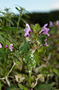 Lamium_hybridum_LP0546_11_Langley_Vale