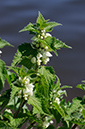 Lamium_album_LP0356_39_Hampton_Court