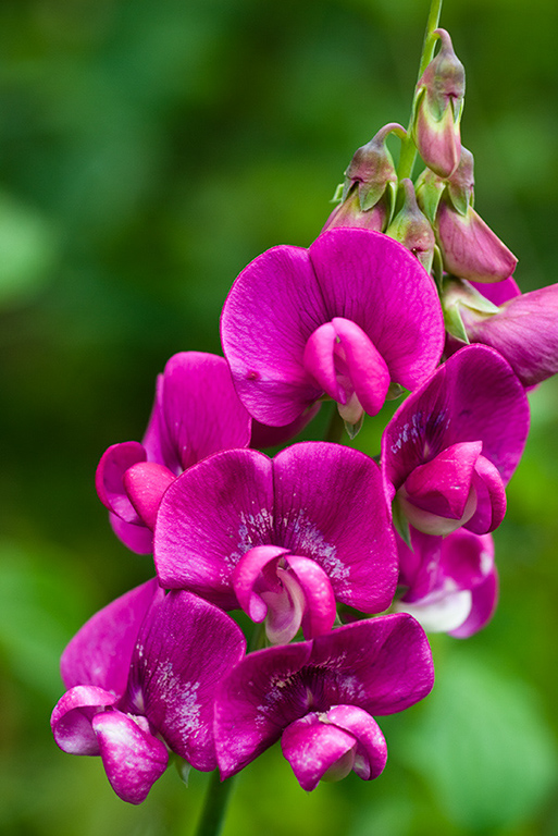 Lathyrus_latifolius_LP0005_28_Howell_Hill