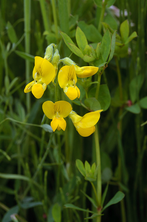 Lathyrus_pratensis_LP0627_02_Beddington_Park