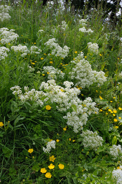 Lepidium_draba_LP0368_49_Chelsham