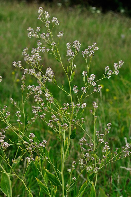 Lepidium_latifolium_LP0234_47_Ham