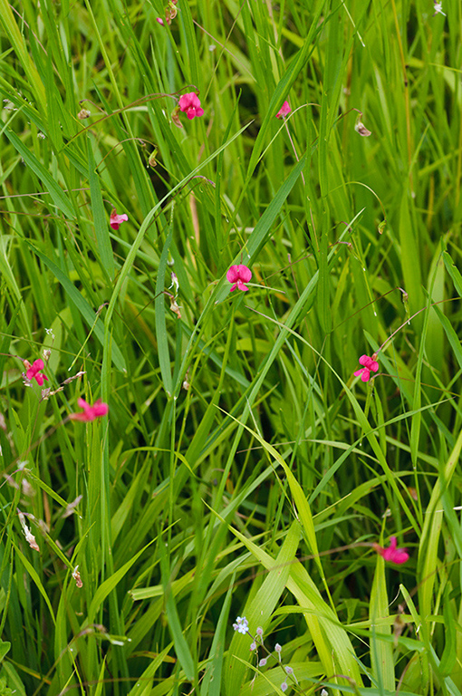 Lathyrus_nissolia_LP0458_05_Chipstead