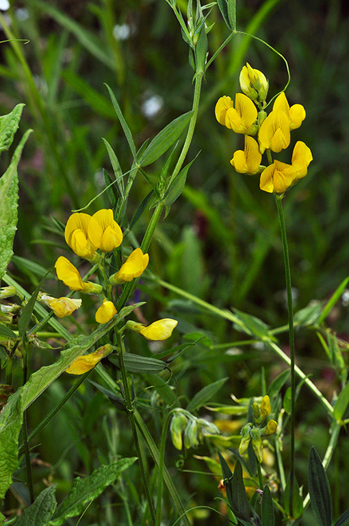 Lathyrus_pratensis_LP0276_80_Lopwell_Dam