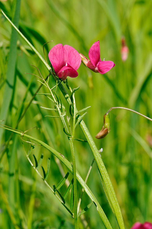 Lathyrus_nissolia_LP0247_24_Tolworth