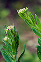 Lepidium_campestre_LP0574_17_Farleigh