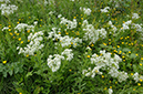 Lepidium_draba_LP0368_46_Chelsham