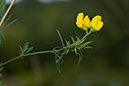 Lathyrus_pratensis_LP0181_14_Banstead