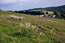 Lepidium_latifolium_LP0285_12_Woldingham