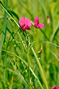 Lathyrus_nissolia_LP0247_24_Tolworth