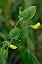 Lathyrus_aphaca_LP0234_22_Ham