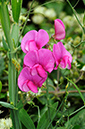 Lathyrus_latifolius_LP0378_53_Dorking