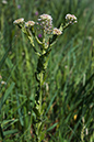 Lepidium_heterophyllum_LP0121_22_Reigate_Heath