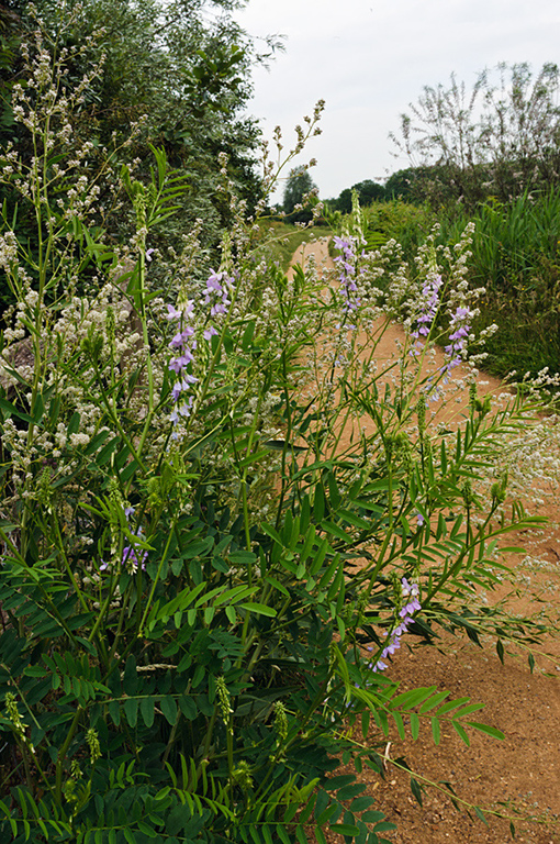 Lepidium_latifolium_LP0628_30_Nutfield_Marsh