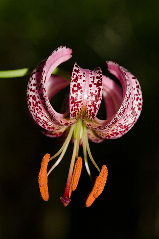 Lilium_martagon_LP0146_15_Mickleham