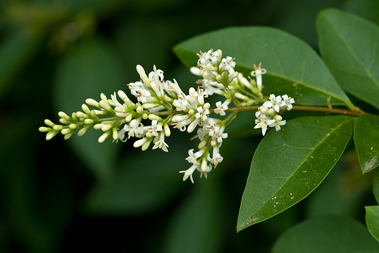 Ligustrum_ovalifolium_LP0162_03_South_Croydon