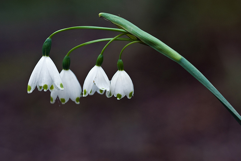 Leucojum_aestivum_LP0110_30_Dunsfold