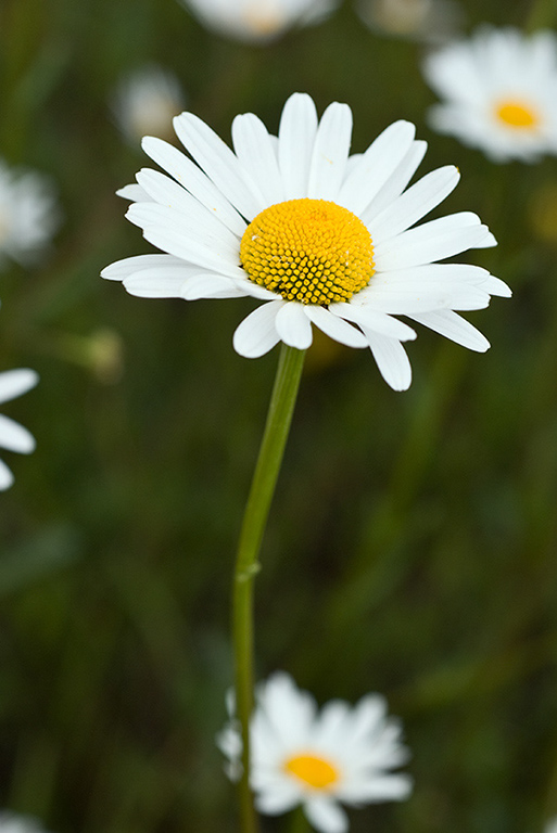 Leucanthemum_vulgare_LP0135_01_Bletchingley