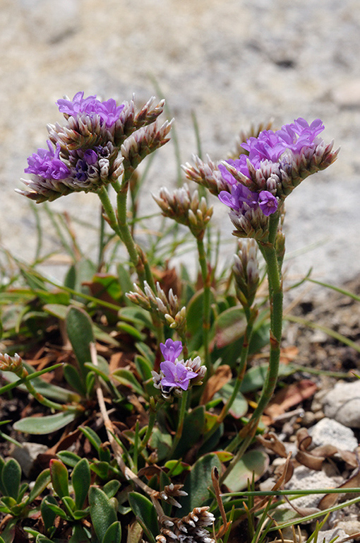 Limonium_recurvum_LP0319_50_Portland