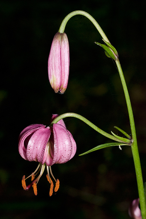 Lilium_martagon_LP0146_09_Mickleham