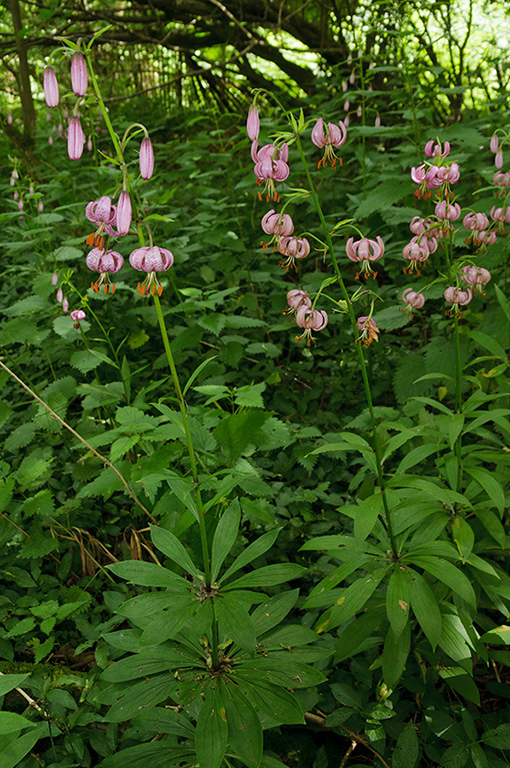 Lilium_martagon_LP0461_05_Headley