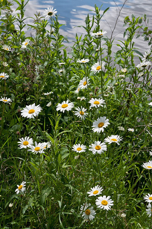 Leucanthemum_vulgare_LP0365_51_Hampton_Court