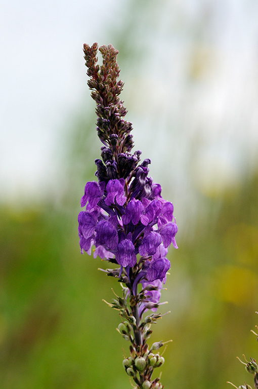 Linaria_purpurea_LP0323_03_Ranscombe_Farm