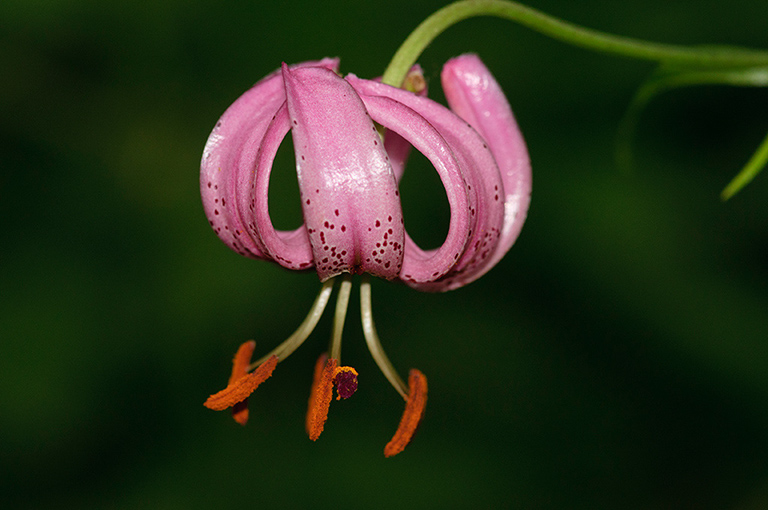 Lilium_martagon_LP0461_23_Headley