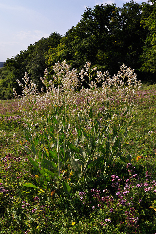 Lepidium_latifolium_LP0285_21_Woldingham