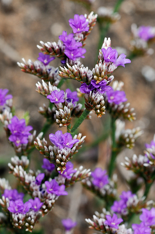 Limonium_recurvum_LP0319_37_Portland