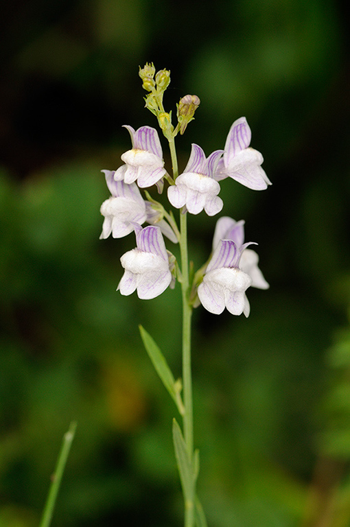 Linaria_repens_LP0373_38_Chipstead