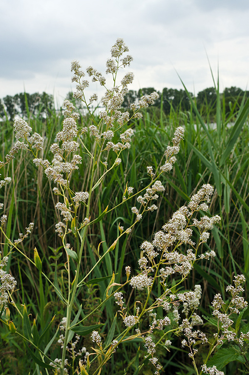 Lepidium_latifolium_LP0628_29_Nutfield_Marsh