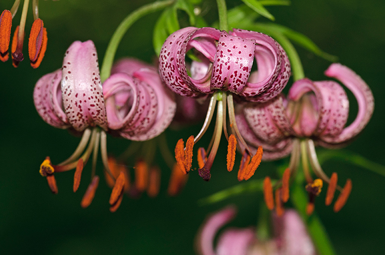 Lilium_martagon_LP0461_19_Headley