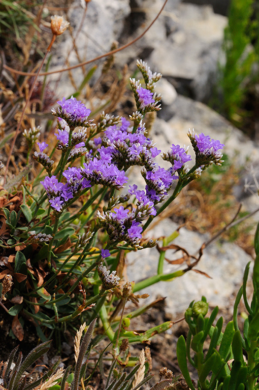 Limonium_recurvum_LP0319_58_Portland