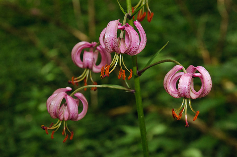 Lilium_martagon_LP0461_10_Headley