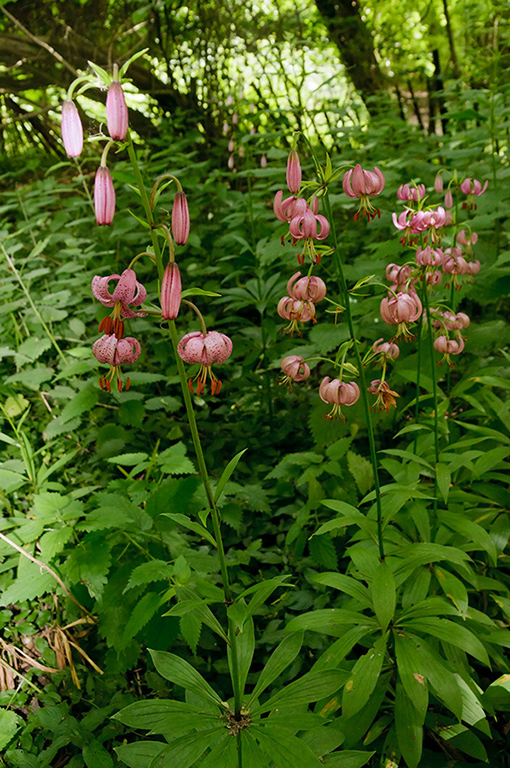 Lilium_martagon_LP0461_03_Headley