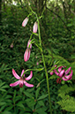 Lilium_martagon_LP0581_07_Headley